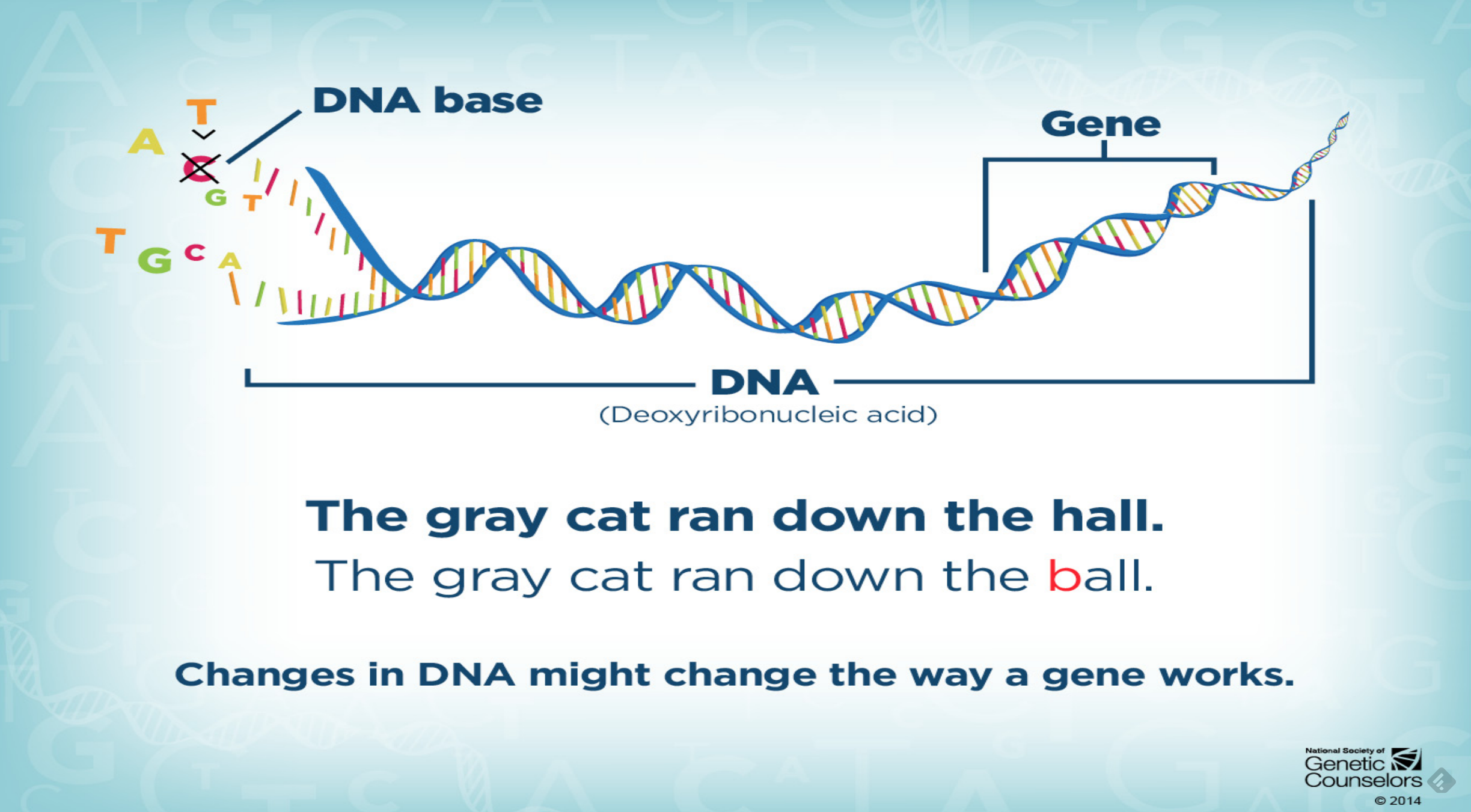 duchenne muscular dystrophy gene