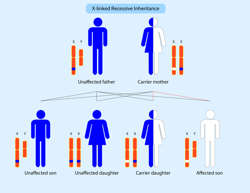 Inheritance Parent Project Muscular Dystrophy